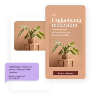 An email and text marketing messaging for purchasing a Chinese Evergreen plant