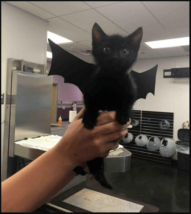 Image shows a black kitten wearing bat wings