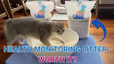 Youtube Thumbnail of Experience with PrettyLitter’s Health Monitoring Cat Litter